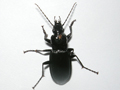 Pterostichus niger